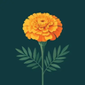 万寿菊 - Marigold